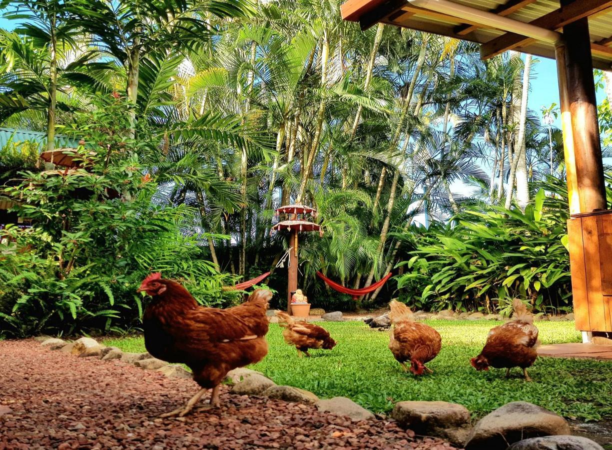 Tropic Days Boutique Hostel Cairns Exteriör bild